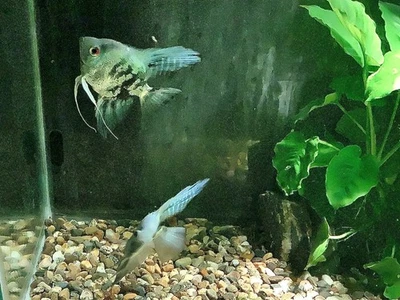 Proven Breeding Pair Blue Ghost Angelfish - Image 1 of 3