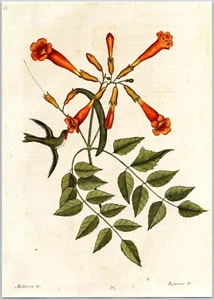 Book Plate Hummingbird Trumpet Flower Mark Catesby Reproduction Print 8x11 - Picture 1 of 1