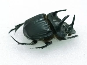 Beautiful Phanaeus haroldi, dung beetle tricorn, male, Peru, A1, 2,2-2,5 cm - Picture 1 of 7