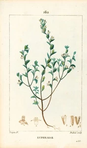 1815 Pierre Turpin "Euphraise" (Eye Bright) Engraving - Picture 1 of 2