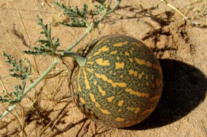 Colocynth Bitter Apple 15- 300 SEEDS Citrullus Bitter Cucumber Vine of Sodom Oil - Picture 1 of 6