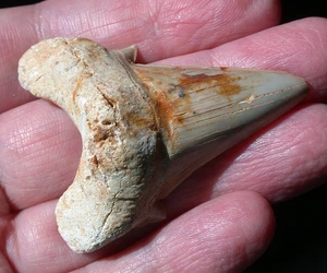 Large Extinct Otodus Fossil Shark Tooth Megalodon Ancestor 2.20 Inch Odd Stains - Picture 1 of 10