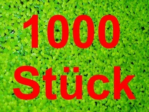 **WASSERLINSEN** 1000 St. Lemna Schwimmpflanze Algenkiller Aquarienpflanze Teich - Bild 1 von 3