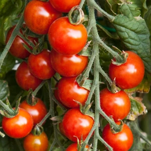 Small Red Cherry Tomato Seeds, NON-GMO, Variety Sizes, Garden Salad, FREE SHIP - Picture 1 of 2