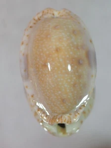 CYPRAEA EROSA MALDIVES SPECIAL - Bild 1 von 2