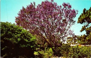 Jacaranda Tree Flordia Flowers Postcard Unused (29916) - Picture 1 of 2