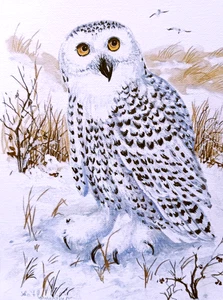 Tarjeta de felicitación artística naturaleza búho pájaro invierno nieve vida silvestre búho nevado John Cornacchio - Imagen 1 de 1