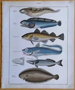 Oken Naturgeschichte Folio Koloriert Fische Seewolf Scholle (T48) - 1843 - Bild 1 von 1