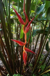 Heliconia vellerigera hyb. 'Red Carpet' live rhizome - Picture 1 of 1