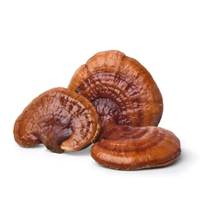 Cultivo líquido Reishi rojo Ganoderma lucidum crecer con instrucciones - Imagen 1 de 2