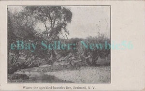 Brainard NY - FISHING ON CREEK - Postcard Rensselaer County nr Nassau - Picture 1 of 2