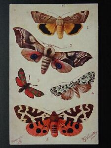 British Moths COMMON TIGER / EYED HAWK c1908 Postcard by Raphael Tuck 9262