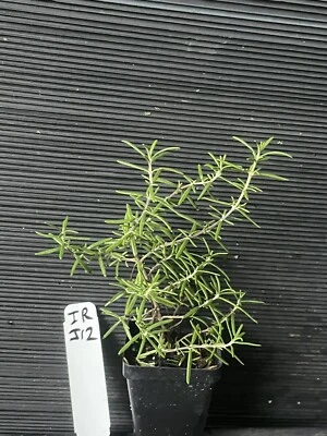 Irene Rosemary - Image 1 of 3