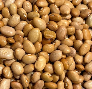 Tlaxcala Mantequilla Bean Seeds (25) / MEXICAN HEIRLOOM BEAN / EXTREMELY RARE - Picture 1 of 1