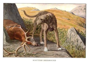 Antique Dog Artwork: Louis A. Fuertes Artist - Scottish Deer Hound With A Deer - Picture 1 of 1