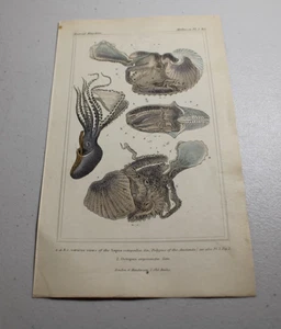 Impresiones a color de animales CUVIER 1837 ~ NAUTILUSES DE PAPEL (PULPO) + otros tres tipos - Imagen 1 de 1
