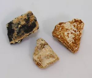 Piastre corazzate, tartaruga, terziario, Miocene, Titting b. Eichstätt, D -k108 - Foto 1 di 8