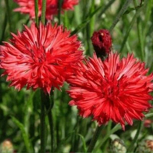 Cornflower Bachelor Button TALL RED Heirloom Flower Sun/Shade Non-GMO 400 Seeds - Picture 1 of 10