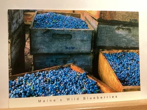 Freshly Harvested Maine Blueberries: - Vintage Postcard - Picture 1 of 3