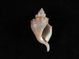 Sea shell Volema carinifera 52mm ID#9123 - Picture 1 of 3