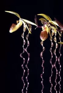 Paphiopedilum sanderianum specie vegetale di orchidea Thailandia CITES PHYTO - Foto 1 di 6