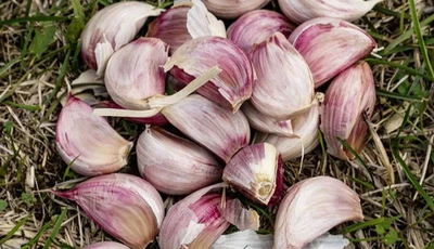 50 SEMI DI AGLIO ROSA -  50 SEMI +OMAGGIO - SPEDIZIONE GRATUITA - Immagine 1 di 3