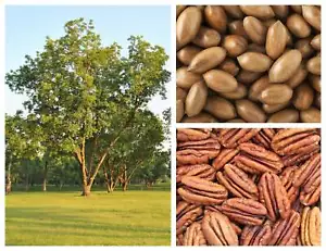 5 HARDY PECAN Tree Carya Illinoinensis King Nut Native Fruit Tree Seeds - Picture 1 of 13