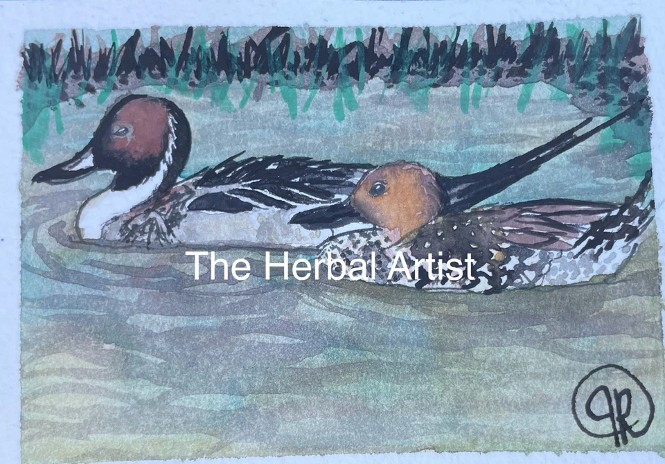 Pintura Acuarela Original ACEO Pintail Patos Aves Acuáticas Vida Silvestre Pájaro N Naturaleza Foto 1 de 1