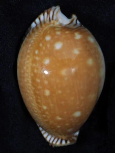 cypraea guttata azumai top - Bild 1 von 2