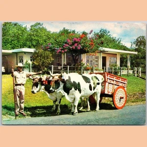 Postcard Costa Rica Ox Cart San Jose Hotel Herradura 1984 - Picture 1 of 4