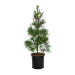 2 foot white pine BARE ROOT trees for sale HUGE SALE 7  TREES ONE LOW PRICE