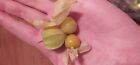 Ground Cherry Seeds (Min 100 Seeds) Grown in USA. FREE SHIP
