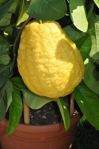 Citrus medica, Cidra, Etrog Citron, Sabor Ácido Limón Muy Raro - 5 Sementos - Imagen 1 de 7