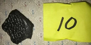 Fossilized Turtle Shell Fragment from Florida, Pleistocene Epoch (10) - Picture 1 of 3