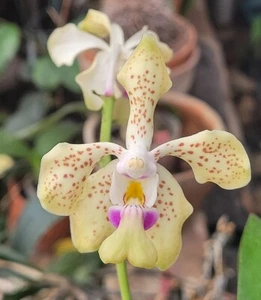 Orchid Orchidee Vanda Marianne (denisoniana x tricolor), FRAGRANT - Bild 1 von 5