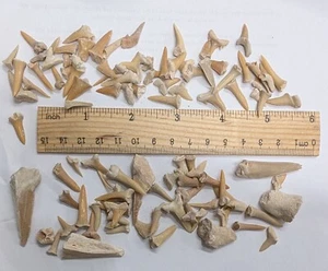 Accumulation of Mostly Fossil SHARK TEETH From Morocco (Z415) - Picture 1 of 1
