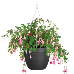 Scheurich Hängetopf Hanging Pot Verschiedene Farben und Größen Hängeampel - Bild 1 von 13