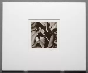 RYUIJIE 2012 AGAVEN DETAIL UND SCHATTEN ORIGINAL PLATIN 5""X5"" FOTO - Bild 1 von 2