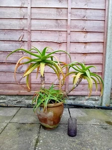 Aloe Arborescense Succulent Exotic Tropical Jungle Desert Plant Large - Picture 1 of 5