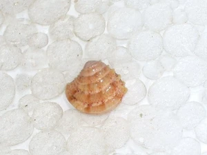 CLAUSINELLA FASCIATA SPECIAL COLOUR - Imagen 1 de 2