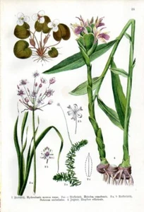 1909 WILLKOMM CHROMO alga d'acqua americana, morso di rana, giunco fiorito, zenzero - Foto 1 di 3
