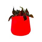 Red Plastic Led Planter 8 Inches Decorative Planter for Home and Office Decor