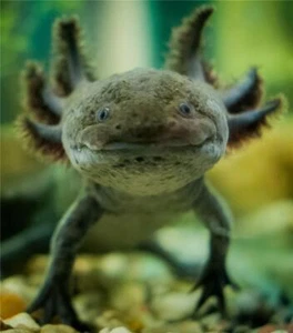 AXOLOTL BRILLANTE PÓSTER FOTO IMPRESIÓN BANNER salamandra mexicana 8290 - Imagen 1 de 1