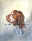 Italian Spinone Signed Dog Print by Susan Harper Unmounted