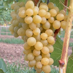 Glenora gelbe Weintraube saftig süß pilzfeste Weinrebe 60-100 cm 3,5 L Topf - Bild 1 von 2