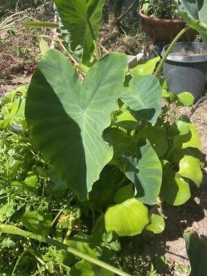 3 bog Pond Plants Aquatic of Your Choice - Image 1 of 4