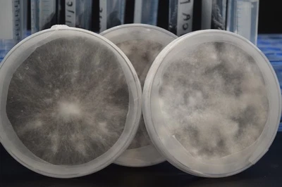 Coltura Funghi Coltura Pura in Piastra di Petri - Coltura Sterile per Funghi e Micologia - Immagine 1 di 4