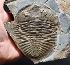 Enormous 3.75 inch (9.5 cm) Ogyginus cordensis Trilobite from Powys, Wales - Picture 1 of 9