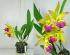 Cattleya Bct. Suwan's Bird, Flowering Size Orchid Plant, Fragrant, Garden