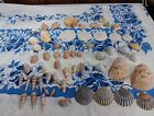 Natural Seashell & Sand Dollar Mixed Lot  Decor Shells